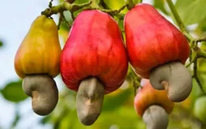 Anacarde