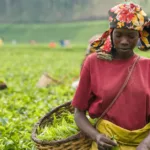 Production de thé en Afrique